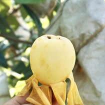 Fujian Putian White Jade White Pear Loquat White Sand Guifei White Loquat Freshly picked Sweet Pipa without any pesticides SF Express