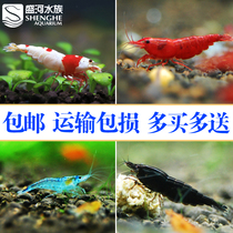  Freshwater ornamental shrimp Algae-removing shrimp Crystal shrimp extreme fire shrimp Cherry shrimp glass shrimp Xiangji Shi mini shrimp Aquarium living body