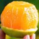 Hainan Green Orange 10Jin Jin is equal to 0.5kg. Whole box of freshly picked oranges in season, freshly picked oranges, hand-peeled citrus fruits, honeyed oranges for pregnant women.