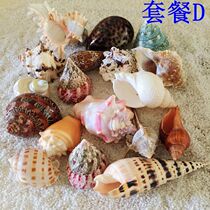 Natural shell conch starfish fish tank aquarium landscaping decorative wall sticker drift bottle diy material 350g