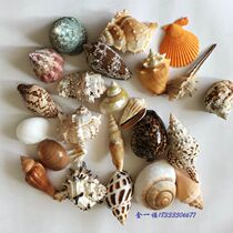 Natural sea snail shell crafts Creative home decoration Fish tank landscaping shooting props Childrens gifts