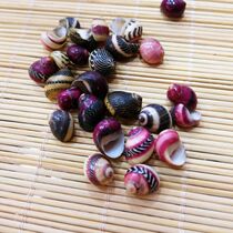 Rare small conch 1-2cm natural Erythrocyte conch Multicolored conch mini shell collectors home decoration fish tank