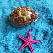 Natural conch shell map Baoluo Creative home decoration ornaments Shooting props Collection conch ornaments