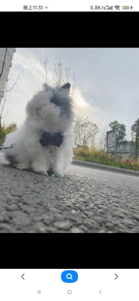 猫猫兔之家