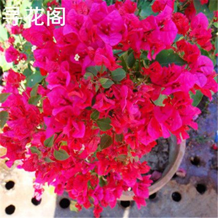 ����������81787