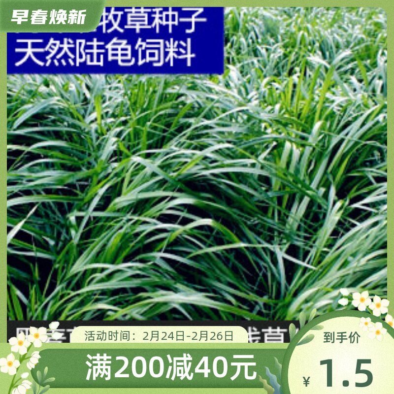 Black wheat straw plantain Plantain Purple Flower Clover Clover Trifoliage Grass Dandelion Seed Chicory Natural Tortoise Fodder