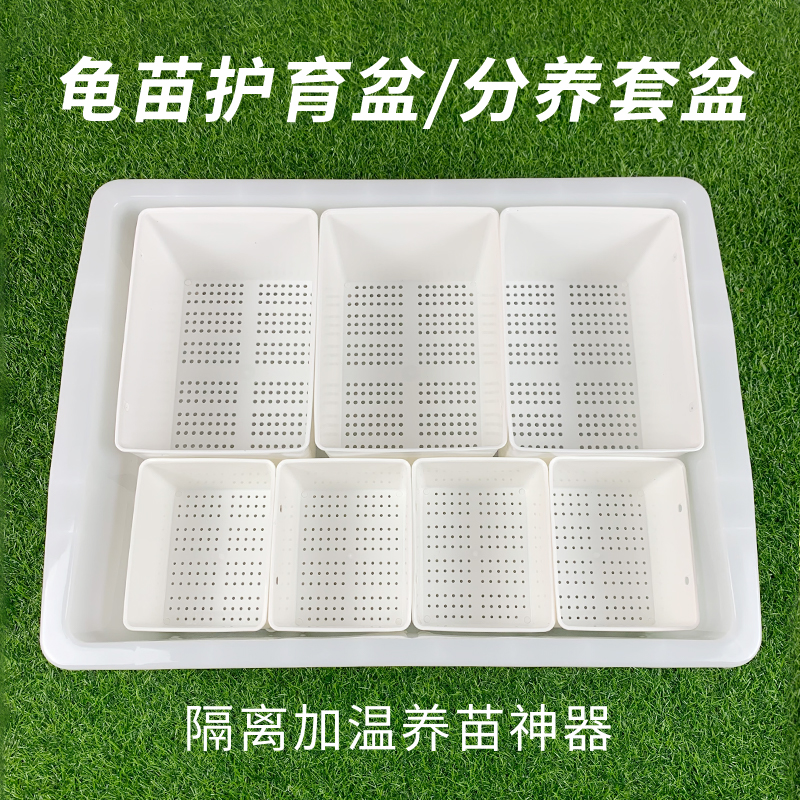Turtle seedling pelvis set with turtle egg seedlings isolated living black and white hair box heating breeding incubator