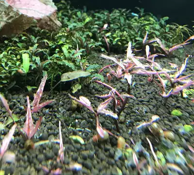 火烈鳥椒草觀賞水草水草造景水下繁殖