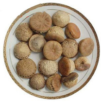 Spot tea wild wind fruit Balanus Tianzhu grain