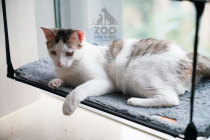 ZOO | Cat Hammock Bed Swing panoramic sunburn Solar Cat Cowl Suction Cup GLASS CAT BED WINDOW SILL GLASS SAVE SPACE