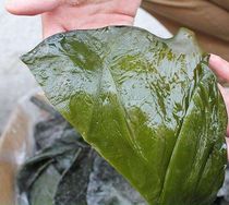 10 pounds of thick kelp large good head salted kelp head fresh kelp Rongcheng kelp semi-dry goods