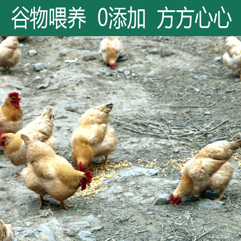 走地月子鸡与正宗散养土鸡有何区别?广东老母鸡适合炖汤吗?-整鸡整鸡制品-淘宝好物网