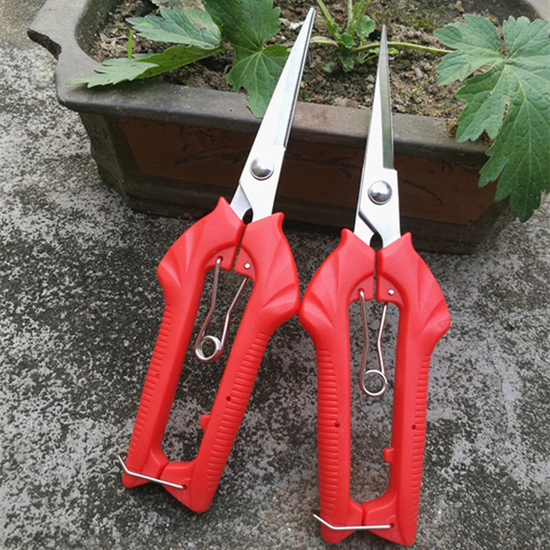 Stainless steel gardening scissors Household pointed extended branch scissors scissors Grape fruit comb fruit scissors Tomato picking