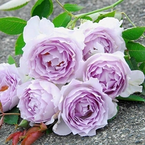 Lucifer sun and moon rose flower seedlings Kawamoto Paradise series fragrant and diligent flowers multi-season courtyard balcony potted plants