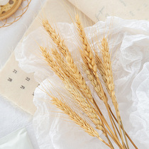 Wheat Ears dried flower Taobao food Food food Food food Baked Photography Pendulum shooting Photographed Props Flower Decoration Pendulum