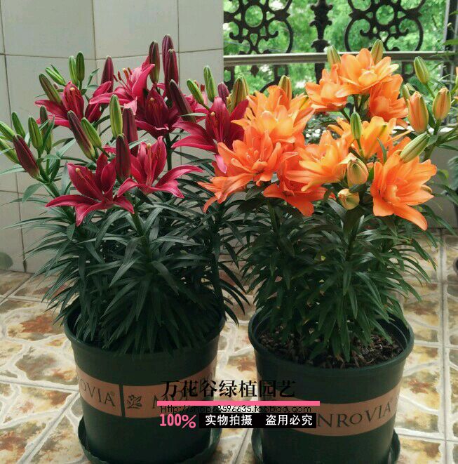 进口大种球百合花种球盆栽植物香水百合花苗带芽发货四季开花种子
