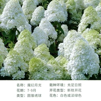 Волшебный лунный свет