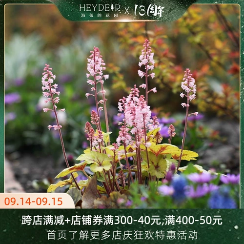 Сад Хайди противостоять четырем сезонам саженцев из листьев