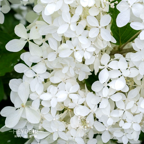 Сад -сад -садовый цвет белого медведя варьируется