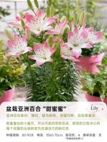 [La lily] сладкий мед 14/16 (3 гола)