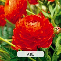 Красная раковина диаметром 15 см.