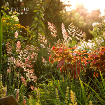 Heidis garden sweet grass ornamental grass perennial green garden green flower border with plant potted seedlings