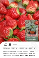 Красная нефрита 15 см.