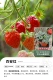 【Новое место продукта】 Bai'an Red 15см горшок