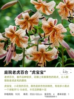 [Tiger Lily] Tiger Baby 12/14 (3 гола)