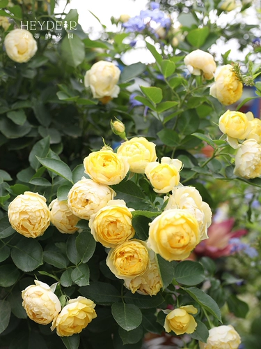 Сад Хайди Золотой шелк цветка