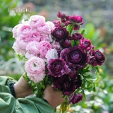 海蒂的花园 Цветочный мех