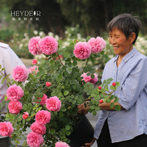 Heidis Garden Princess Kent European-moon shrub rose strong fragrance Heat-resistant four-season flowering buns flower-shaped potted seedlings