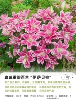 [Dental Petal Oriental] Изабелла 16/18 (3 гола)