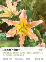 [OT LILY] Тайна 18/20 (3 гола)