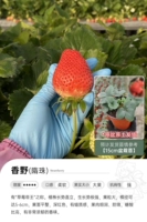 Сяньгьед 15 см