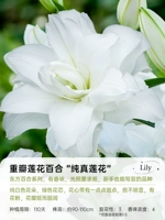 [Dental Letal Oriental] невинный лотос 18/20 (3 гола)