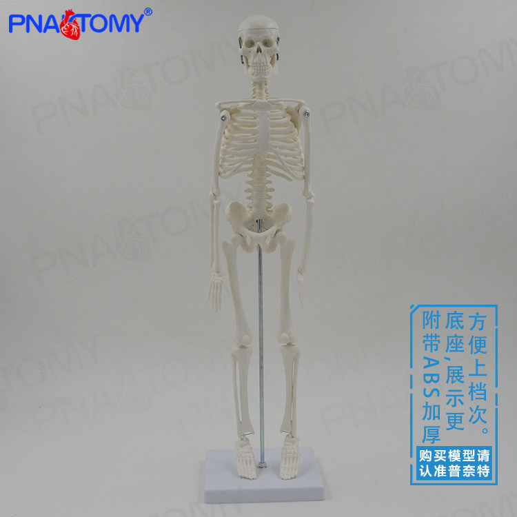45cm人体全身骨骼模型仿真小白骷髅骨架可拆卸可活动教学医用美术
