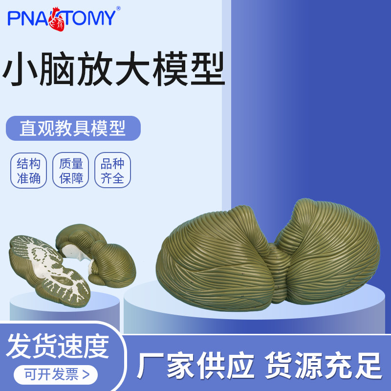 医学小脑放大模型小脑蚓小脑半球核团神经学教学脑部解剖研究科普