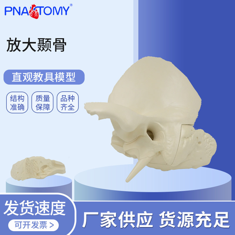 医学教学颞骨解剖模型鳞部鼓外耳道中耳内耳半规管听小骨耳鼻喉科