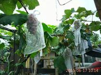Fruit grape bagging insect-proof bird white gauze bag breathable fruit fly-proof tree seedling loquat fruit net bag