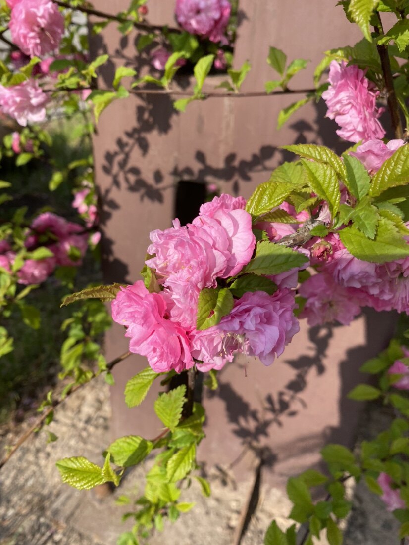 五花山山特产