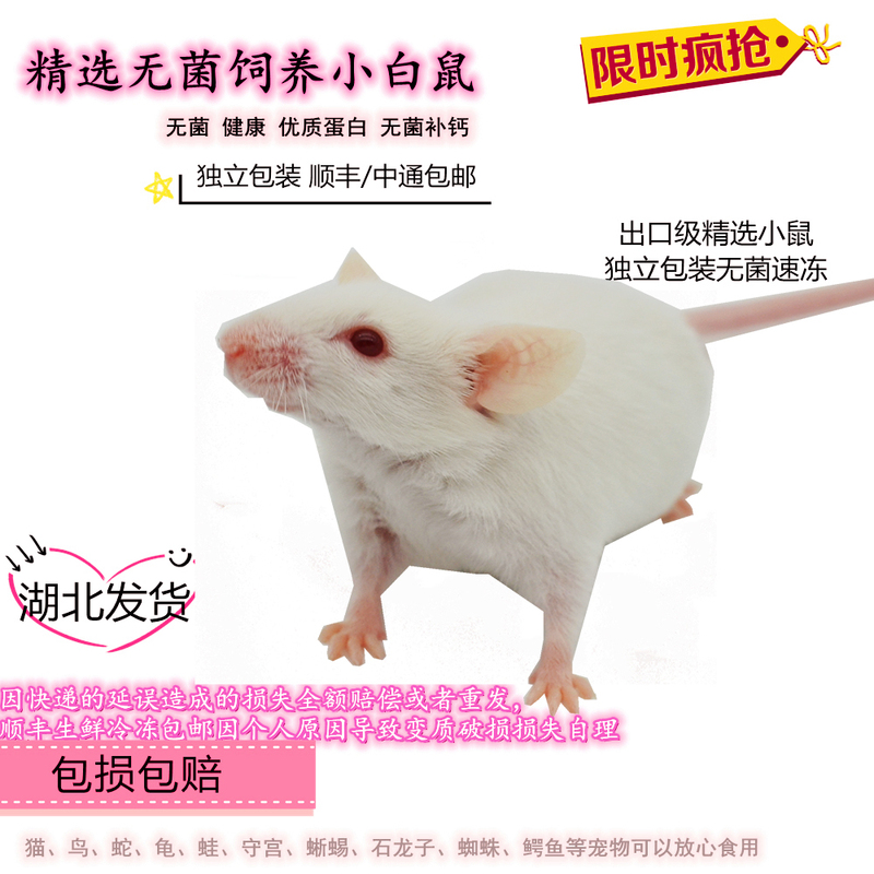 Natural Raw Meat Rat Food for Kittens, High-Protein Snacks for Young and Pregnant Cats, Nutritious Reptile Food