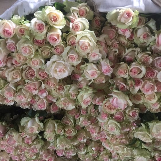 Two bundles of SF cold chain Yunnan Kunming base straight hair fresh cut flowers rose lily Freud
