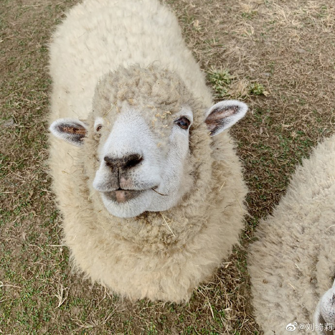 Taobao Order Compensation Price Difference Shunfeng Compensation Freight Overlink