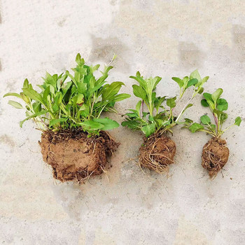 Prunella vulgaris seedlings medicinal materials fresh garden planting potted plants