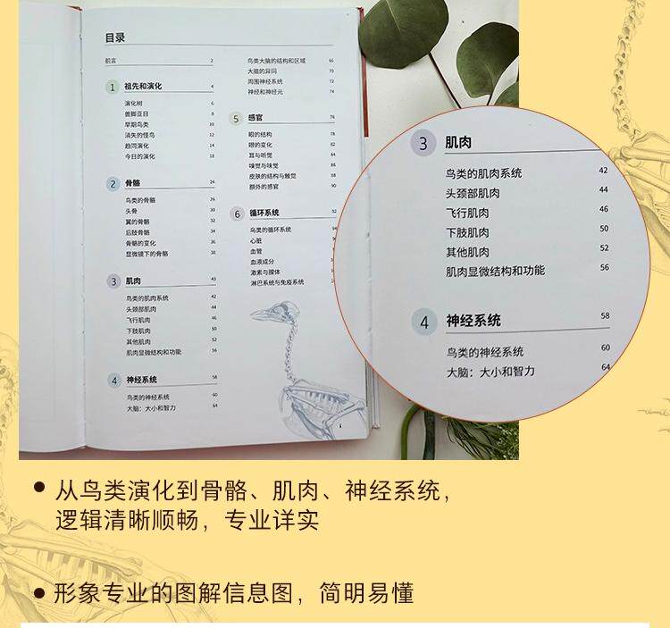 Птица 当当网 鸟类：一切为瞭飞行 观鸟爱好者鸟类学入门读物鸟类演化史中国鸟类观察鸟类观察宝典鸟类生物学自然科普书籍 正版书籍