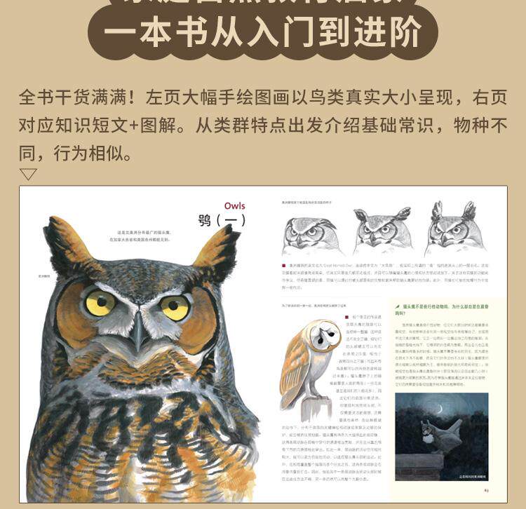 Птица 当当网 何以为鸟：西布利的鸟类世界 赠烫金印签2张大装裱画  观鸟手册鸟类常识入门鸟类辨别指南鸟类画册科普书籍 正版书籍
