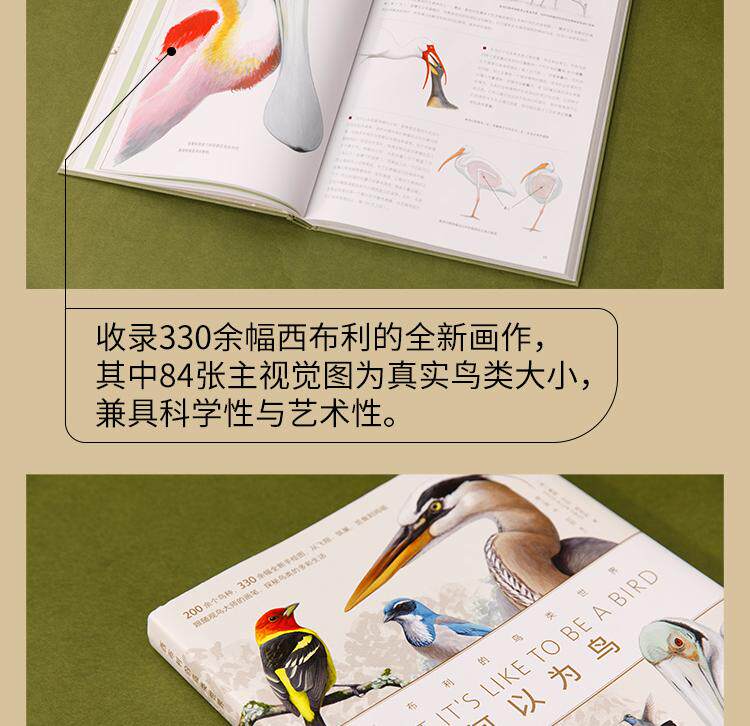 Птица 当当网 何以为鸟：西布利的鸟类世界 赠烫金印签2张大装裱画  观鸟手册鸟类常识入门鸟类辨别指南鸟类画册科普书籍 正版书籍