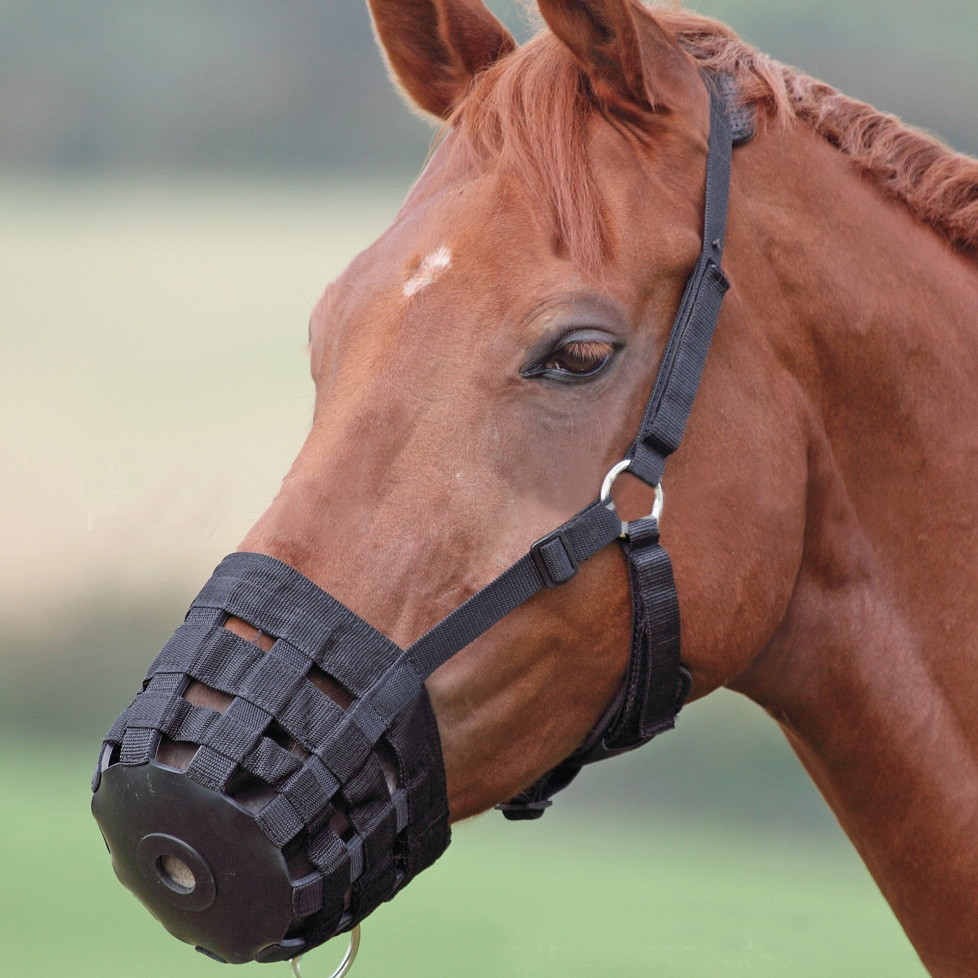 Equestrian sports horses Mouth Mouth hood rubber PP webbing horse equipped with 8-size dragon BCL327803