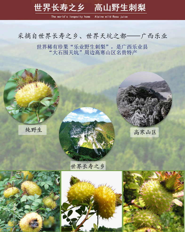 乐业特产刺梨,广西乐业刺梨汁,乐业特产_大山谷图库